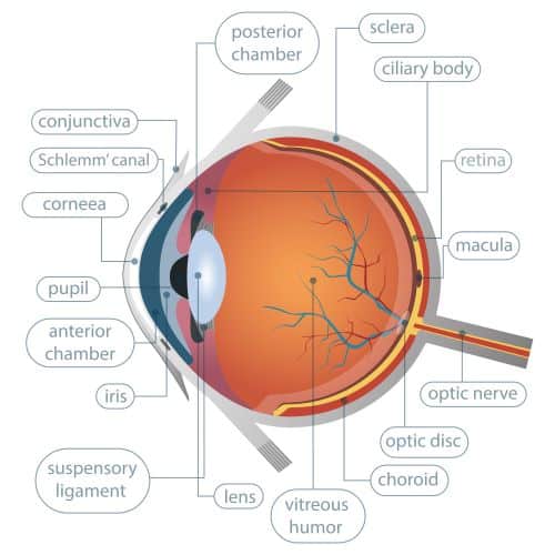 DMRI é uma doença ocular que atinge a mácula. 
A imagem mostra a anatomia do globo ocular.

