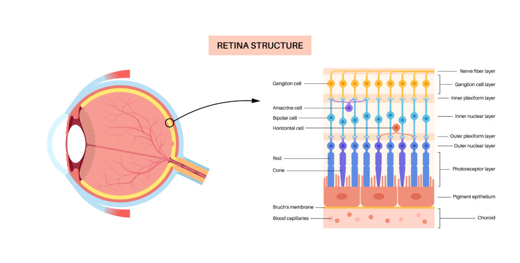 Infográfico mostrando a estrutura da retina.