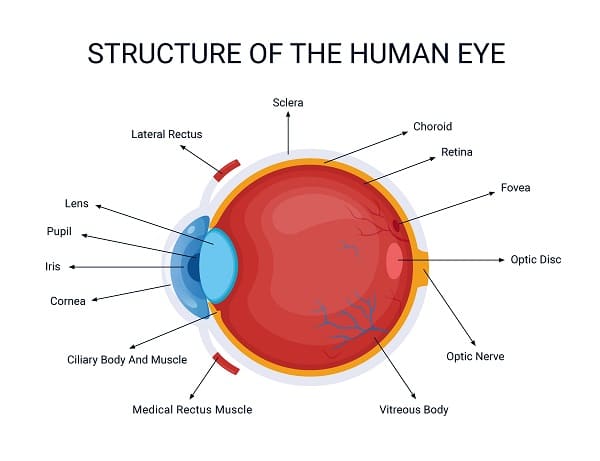 Anatomia do globo ocular